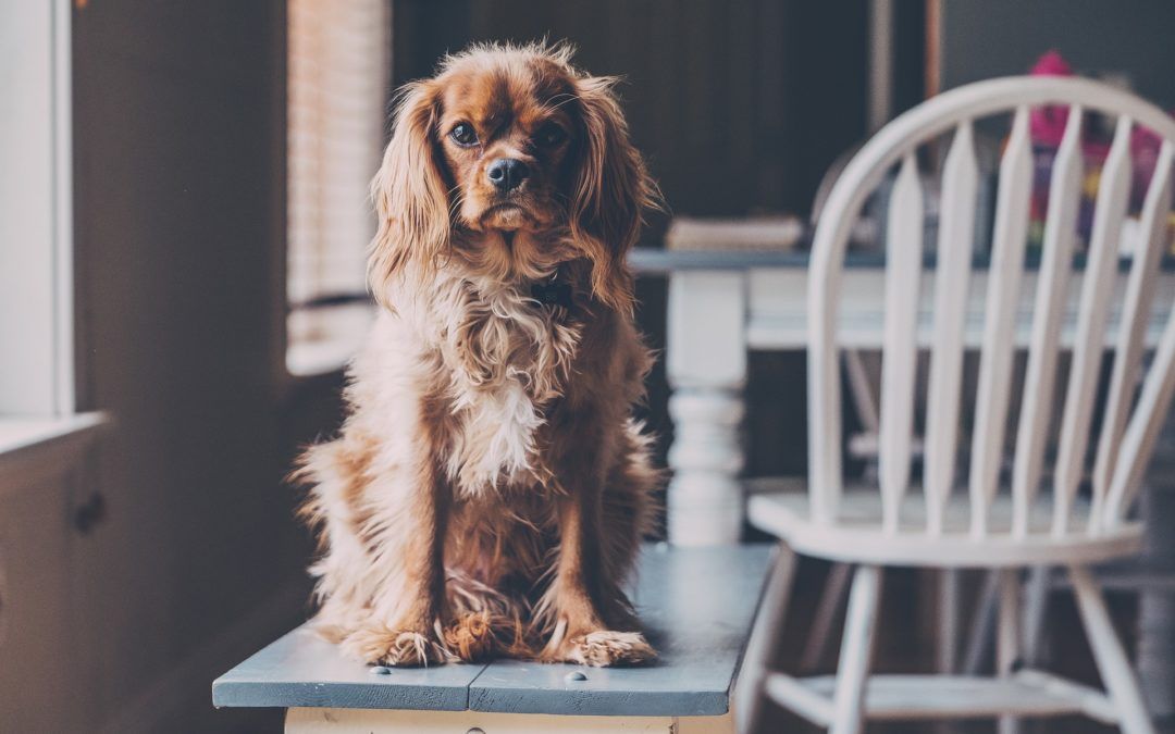 Hunde erziehen mit Bauchgefühl